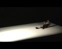 Vid&eacute;o - Absentia - Premi&egrave;re - Fonds Karine Ponties - Dame de Pic - FANA Danse & Arts vivants